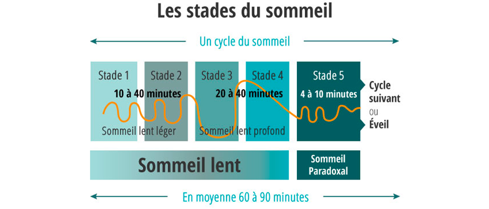 Les 5 stades du sommeil 2 les stades du sommeil