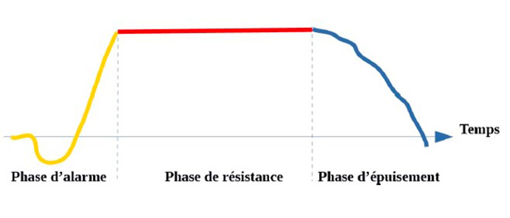 Courbe présentant les 3 phases de stress
