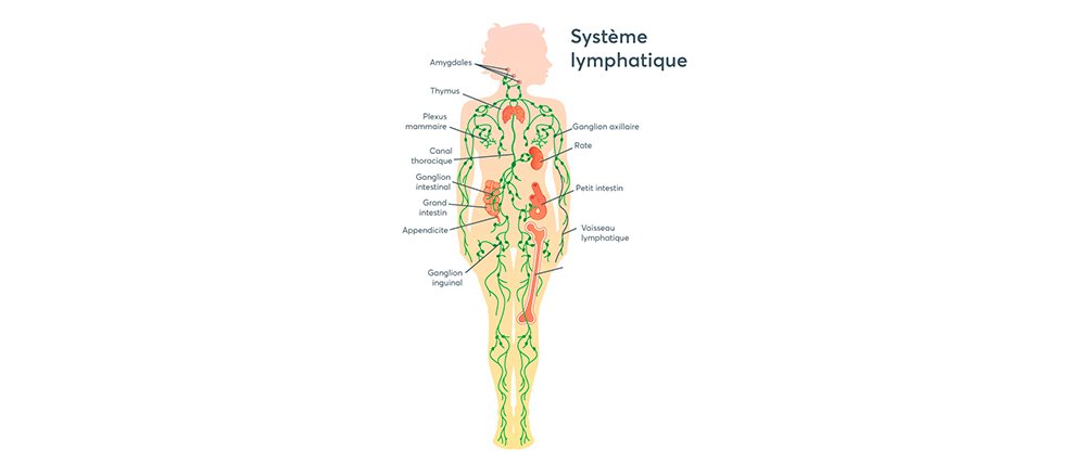 système lymphatique